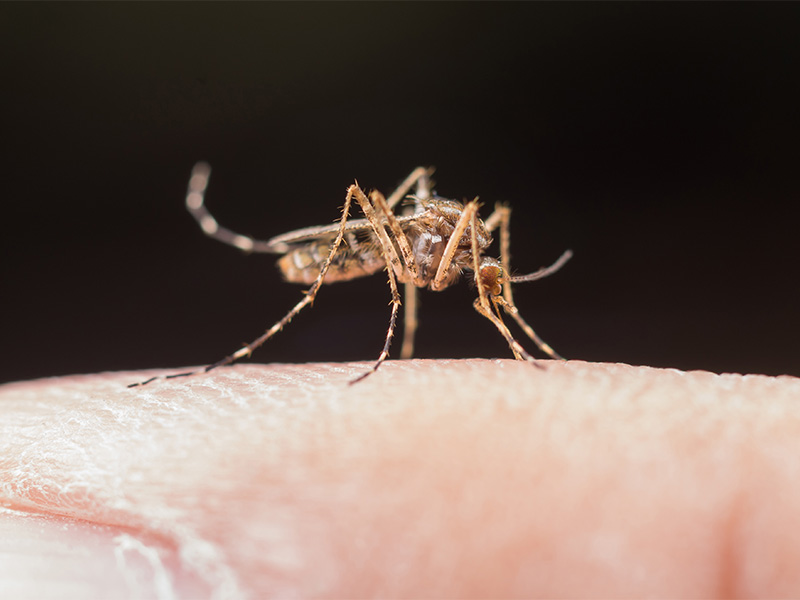 sivrisinek kovucu doğal yöntem
